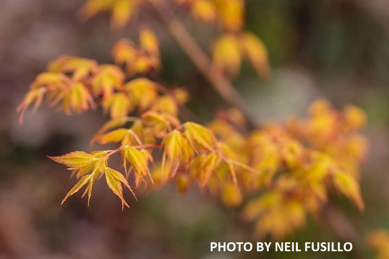 - Acer palmatum 'Katsura' Japanese Maple - Mr Maple │ Buy Japanese Maple Trees
