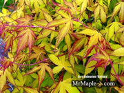 - Acer palmatum 'Katsura' Japanese Maple - Mr Maple │ Buy Japanese Maple Trees