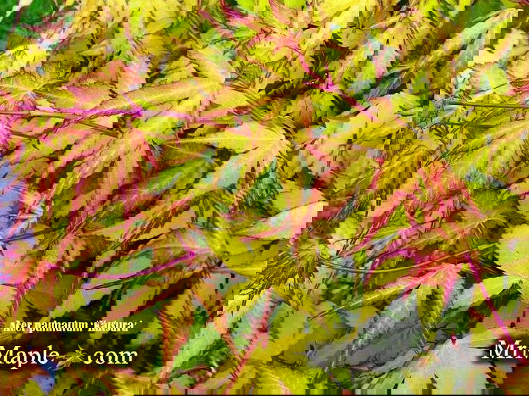 - Acer palmatum 'Katsura' Japanese Maple - Mr Maple │ Buy Japanese Maple Trees