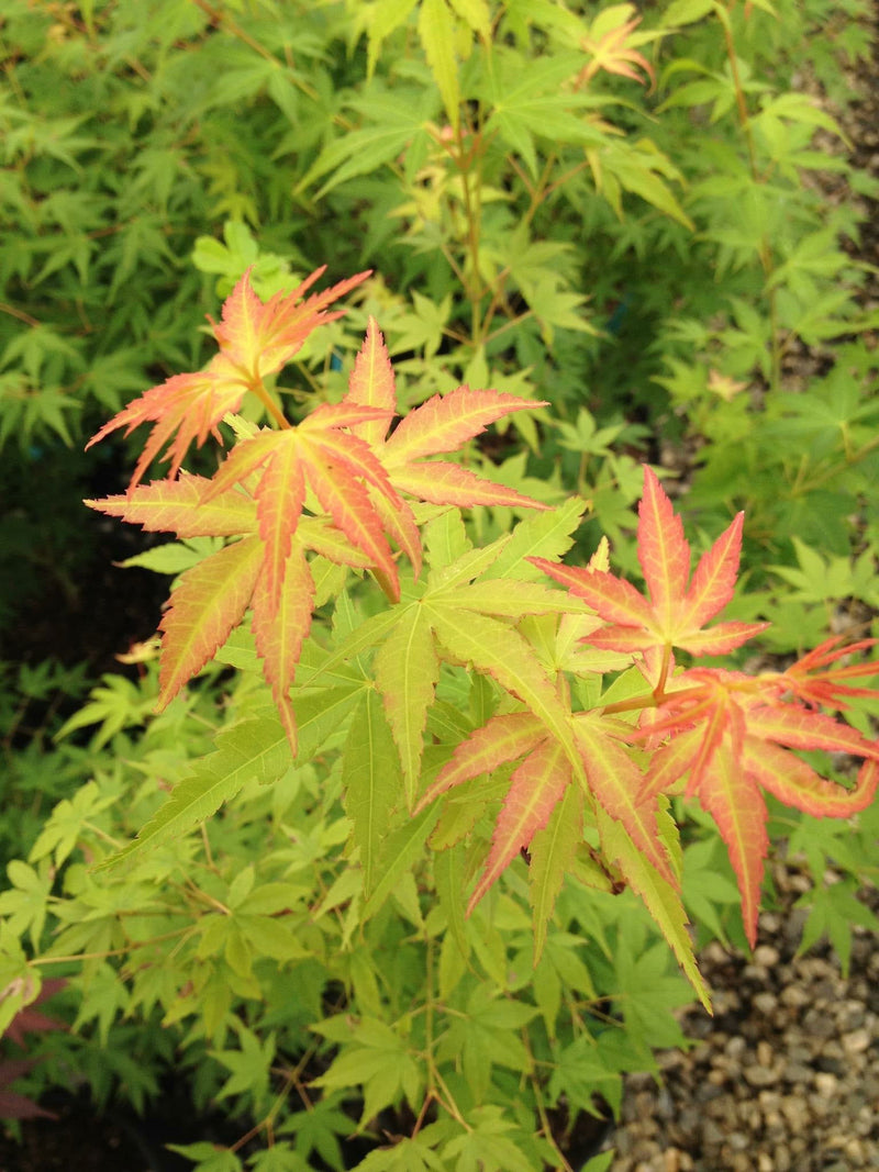 - Acer palmatum 'Katsura' Japanese Maple - Mr Maple │ Buy Japanese Maple Trees