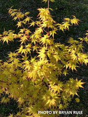 - Acer palmatum 'Katsura' Japanese Maple - Mr Maple │ Buy Japanese Maple Trees