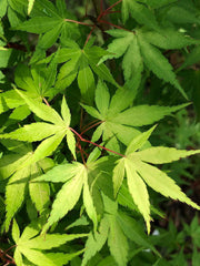 - Acer palmatum 'Katsura' Japanese Maple - Mr Maple │ Buy Japanese Maple Trees