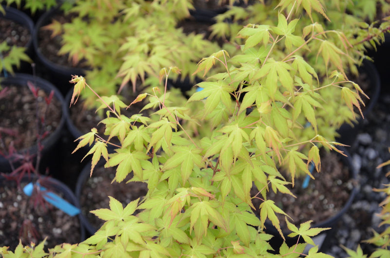 - Acer palmatum 'Katsura' Japanese Maple - Mr Maple │ Buy Japanese Maple Trees