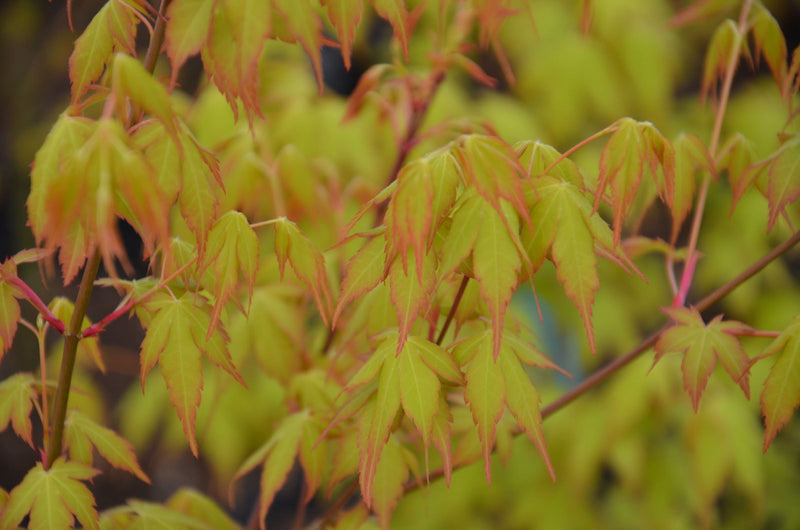 - Acer palmatum 'Katsura' Japanese Maple - Mr Maple │ Buy Japanese Maple Trees