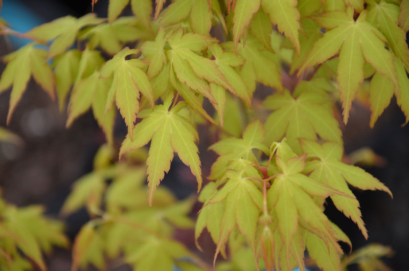 - Acer palmatum 'Katsura' Japanese Maple - Mr Maple │ Buy Japanese Maple Trees