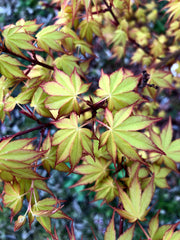 - Acer palmatum 'Katsura' Japanese Maple - Mr Maple │ Buy Japanese Maple Trees