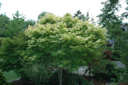 - Acer palmatum 'Katsura' Japanese Maple - Mr Maple │ Buy Japanese Maple Trees