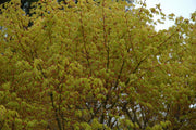 - Acer palmatum 'Katsura' Japanese Maple - Mr Maple │ Buy Japanese Maple Trees