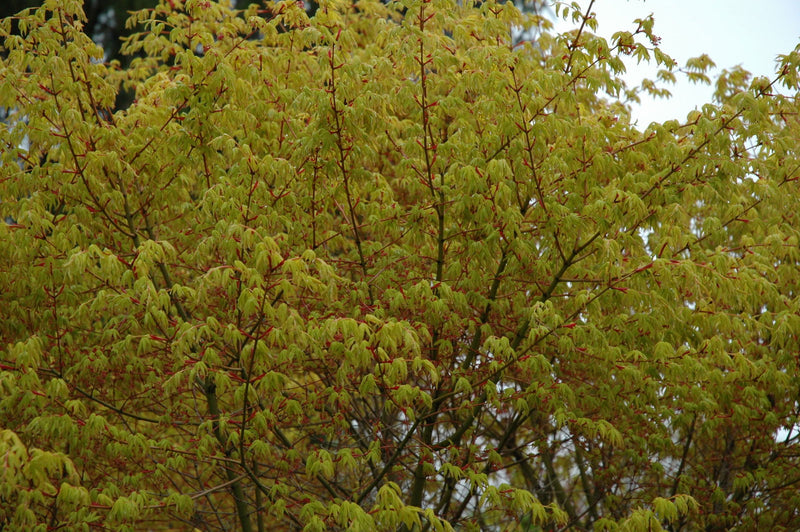 - Acer palmatum 'Katsura' Japanese Maple - Mr Maple │ Buy Japanese Maple Trees
