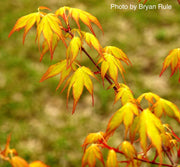 - Acer palmatum 'Katsura' Japanese Maple - Mr Maple │ Buy Japanese Maple Trees
