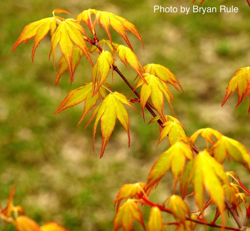 - Acer palmatum 'Katsura' Japanese Maple - Mr Maple │ Buy Japanese Maple Trees