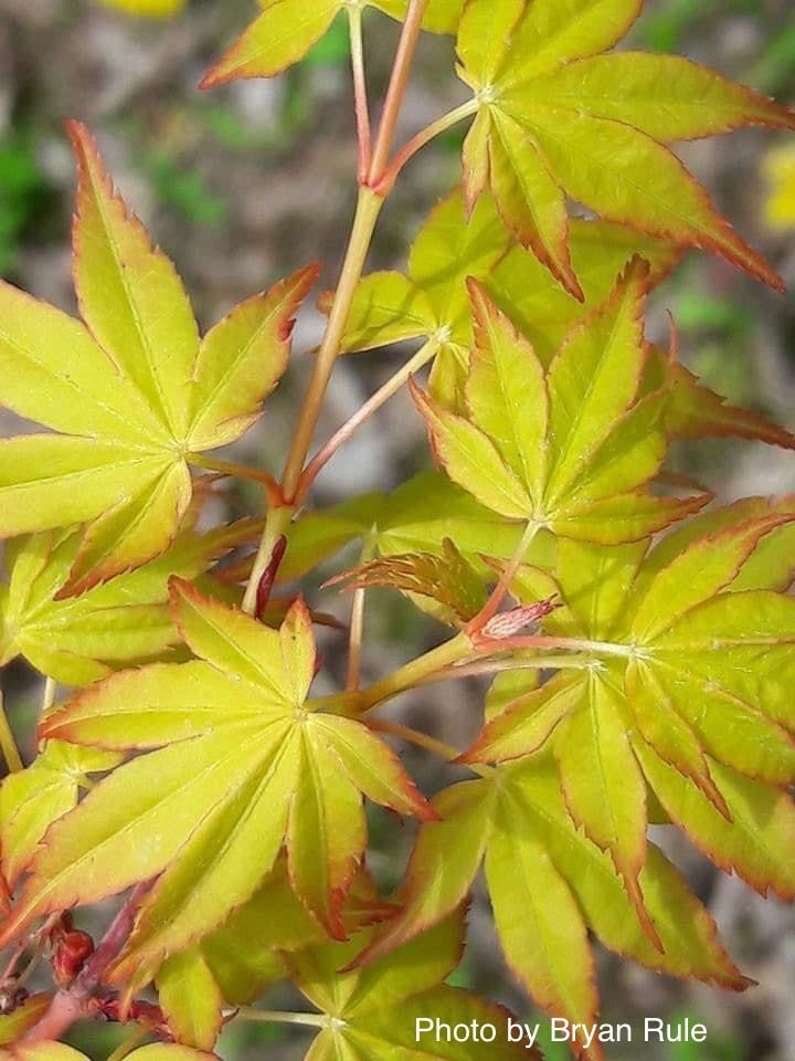 - Acer palmatum 'Katsura' Japanese Maple - Mr Maple │ Buy Japanese Maple Trees