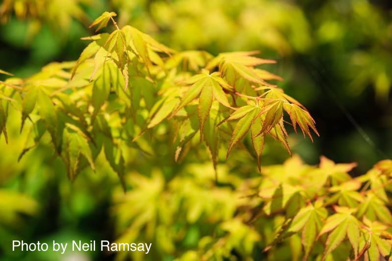- Acer palmatum 'Katsura' Japanese Maple - Mr Maple │ Buy Japanese Maple Trees