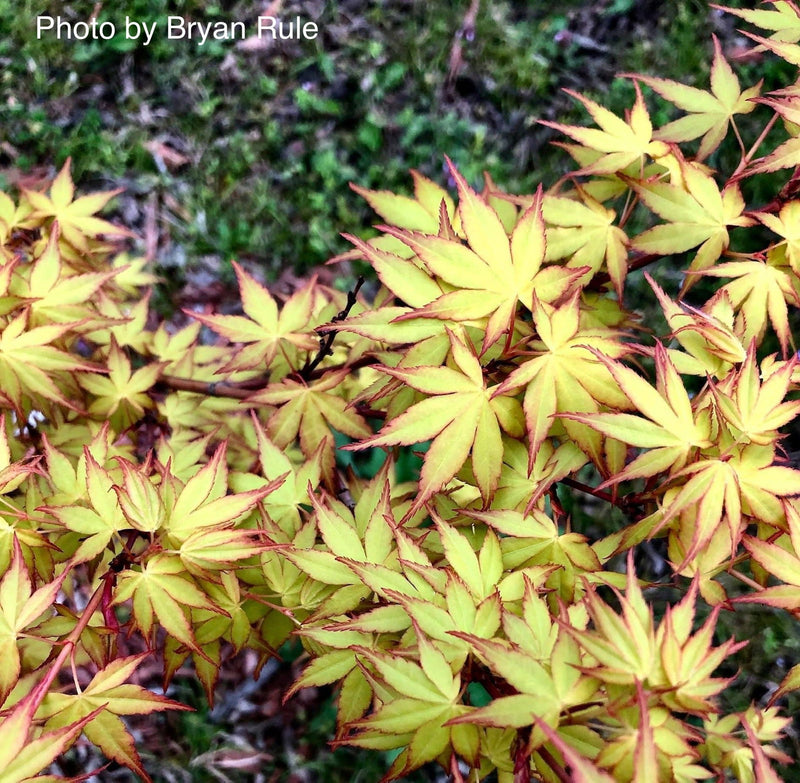 - Acer palmatum 'Katsura' Japanese Maple - Mr Maple │ Buy Japanese Maple Trees