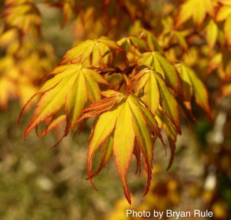 - Acer palmatum 'Katsura' Japanese Maple - Mr Maple │ Buy Japanese Maple Trees