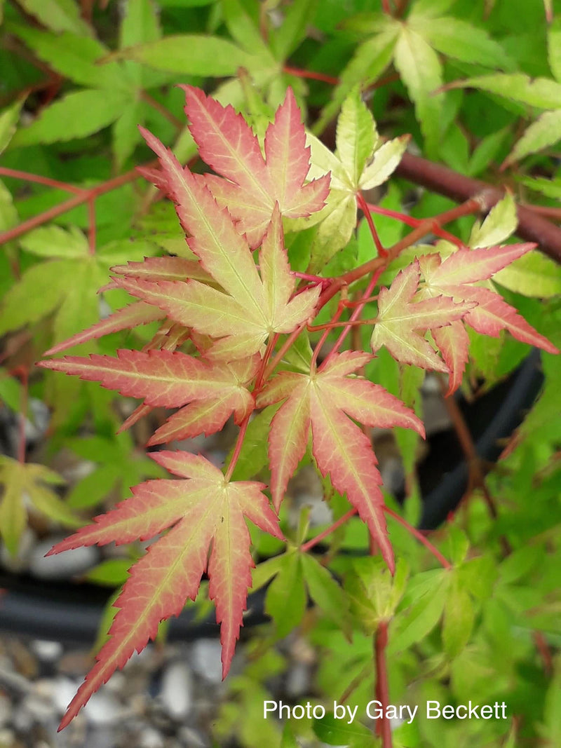 - Acer palmatum 'Katsura' Japanese Maple - Mr Maple │ Buy Japanese Maple Trees