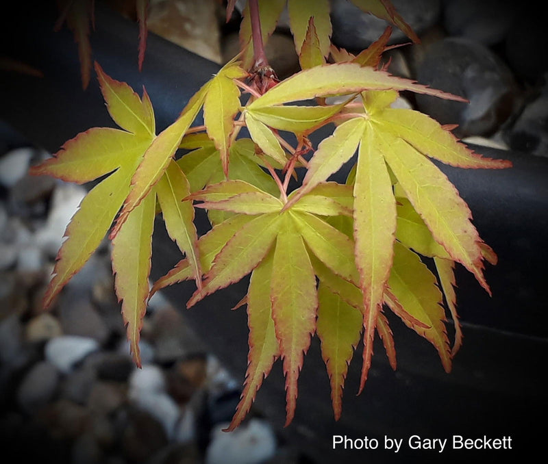 - Acer palmatum 'Katsura' Japanese Maple - Mr Maple │ Buy Japanese Maple Trees