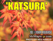 - Acer palmatum 'Katsura' Japanese Maple - Mr Maple │ Buy Japanese Maple Trees