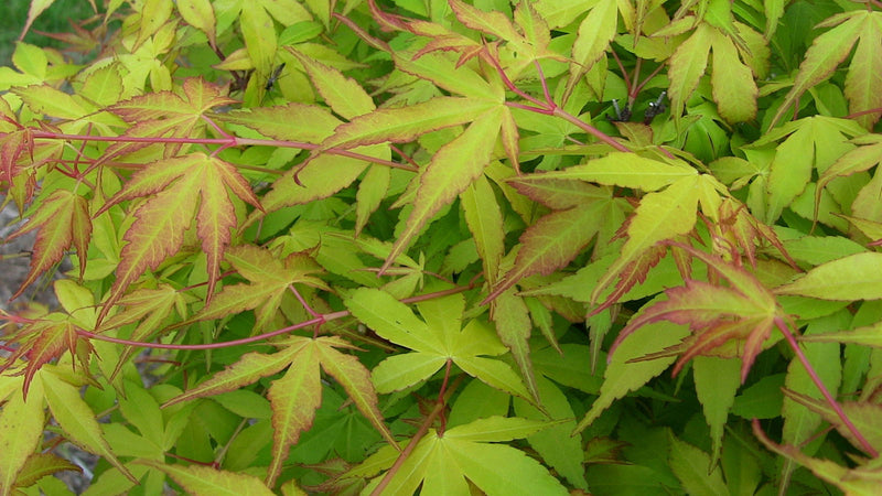 - Acer palmatum 'Katsura' Japanese Maple - Mr Maple │ Buy Japanese Maple Trees