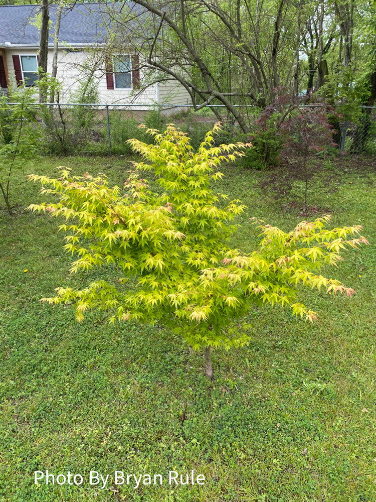 - Acer palmatum 'Katsura' Japanese Maple - Mr Maple │ Buy Japanese Maple Trees