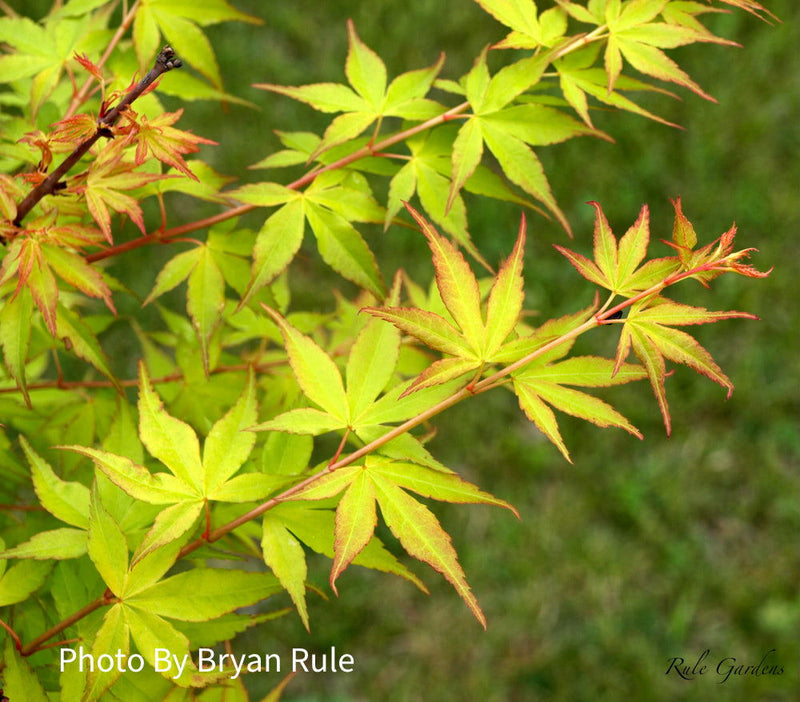 - Acer palmatum 'Katsura' Japanese Maple - Mr Maple │ Buy Japanese Maple Trees