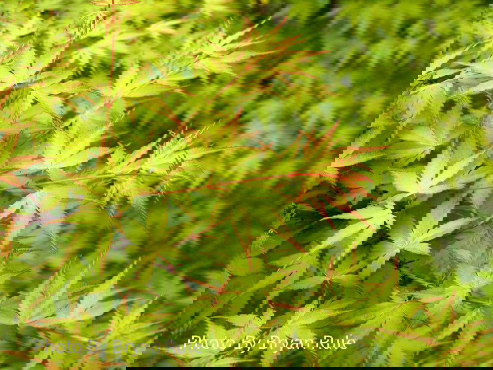 Buy Acer palmatum 'Katsura' Japanese Maple — Mr Maple │ Buy