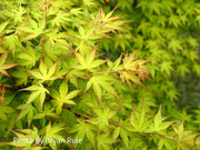 - Acer palmatum 'Katsura' Japanese Maple - Mr Maple │ Buy Japanese Maple Trees
