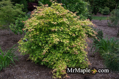 - Acer palmatum 'Katsura hime' Japanese Maple - Mr Maple │ Buy Japanese Maple Trees