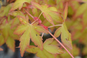 - Acer palmatum 'Katsura hime' Japanese Maple - Mr Maple │ Buy Japanese Maple Trees