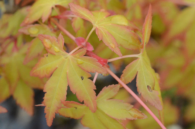 - Acer palmatum 'Katsura hime' Japanese Maple - Mr Maple │ Buy Japanese Maple Trees