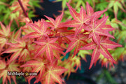 - Acer palmatum 'Kawahara Rose' Japanese Maple - Mr Maple │ Buy Japanese Maple Trees
