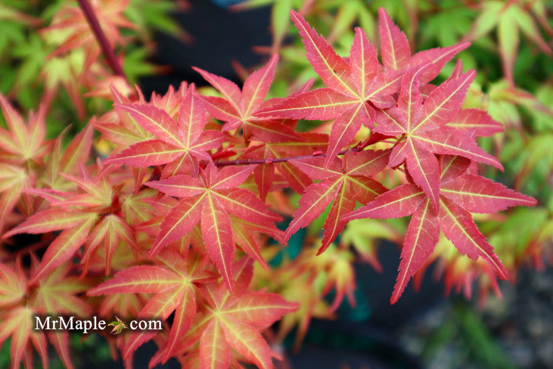 - Acer palmatum 'Kawahara Rose' Japanese Maple - Mr Maple │ Buy Japanese Maple Trees