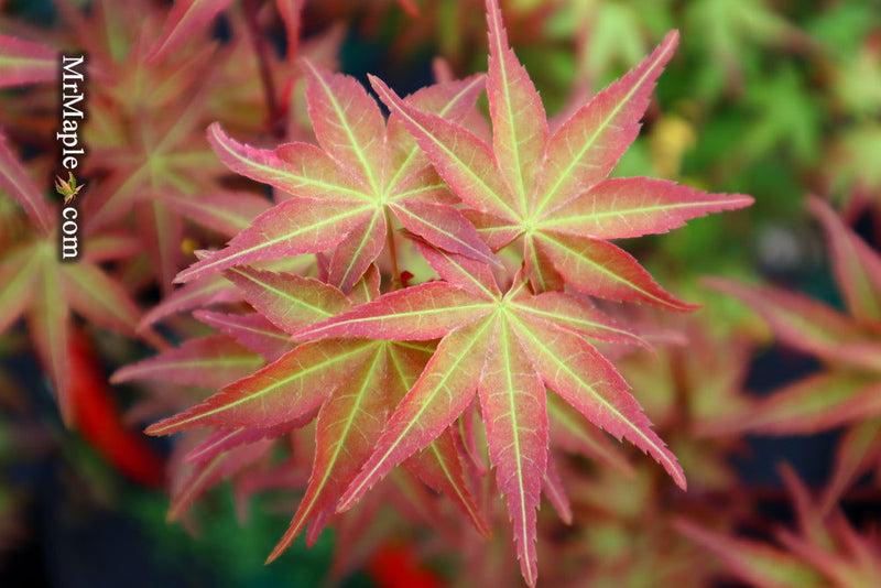 - Acer palmatum 'Kawahara Rose' Japanese Maple - Mr Maple │ Buy Japanese Maple Trees