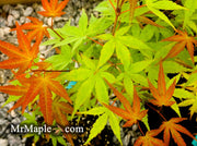 - Acer palmatum 'Kawahara Rose' Japanese Maple - Mr Maple │ Buy Japanese Maple Trees