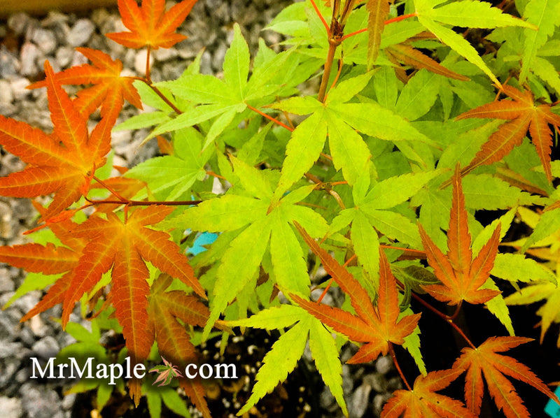 - Acer palmatum 'Kawahara Rose' Japanese Maple - Mr Maple │ Buy Japanese Maple Trees
