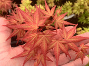 - Acer palmatum 'Kawahara Rose' Japanese Maple - Mr Maple │ Buy Japanese Maple Trees