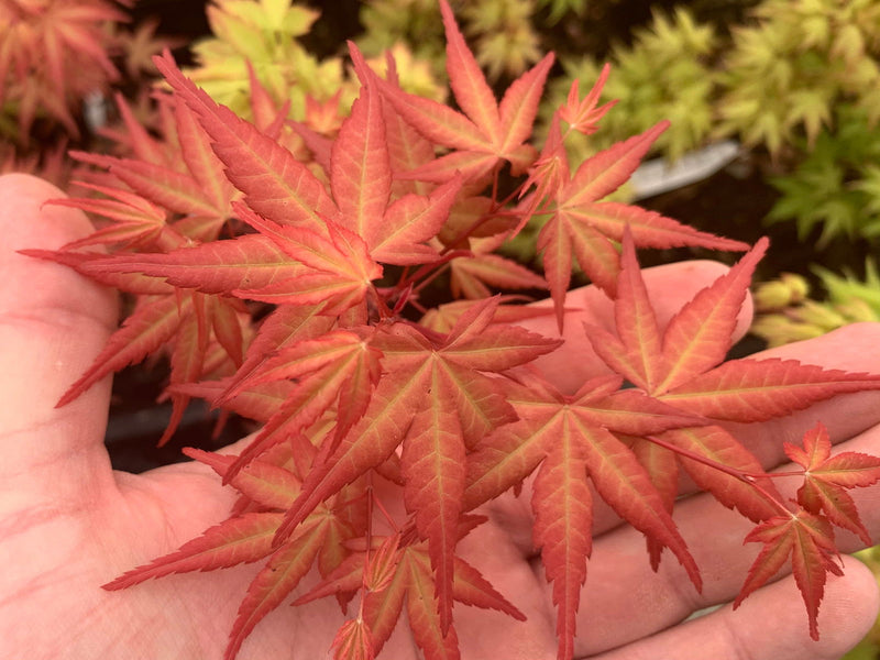 - Acer palmatum 'Kawahara Rose' Japanese Maple - Mr Maple │ Buy Japanese Maple Trees