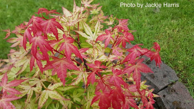 - Acer palmatum 'Kawahara Rose' Japanese Maple - Mr Maple │ Buy Japanese Maple Trees