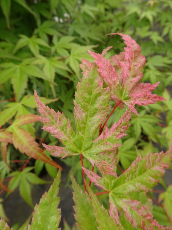 - Acer palmatum 'Kawahara Rose' Japanese Maple - Mr Maple │ Buy Japanese Maple Trees