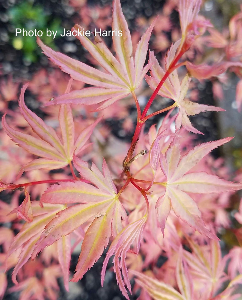 - Acer palmatum 'Kawahara Rose' Japanese Maple - Mr Maple │ Buy Japanese Maple Trees