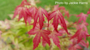 - Acer palmatum 'Kawahara Rose' Japanese Maple - Mr Maple │ Buy Japanese Maple Trees