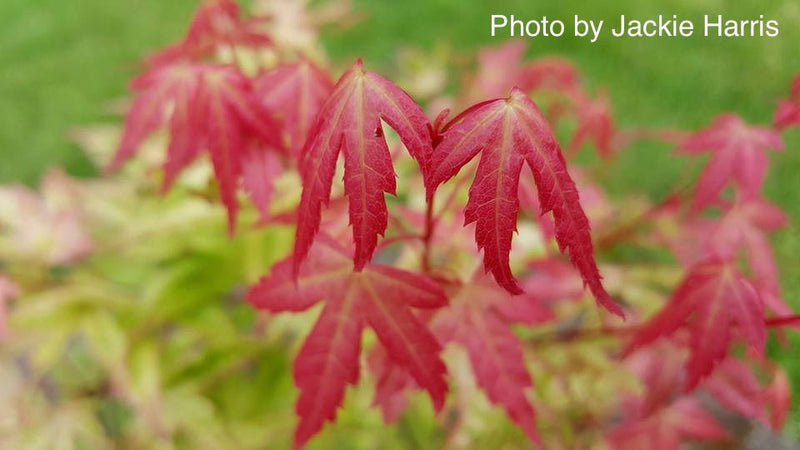 - Acer palmatum 'Kawahara Rose' Japanese Maple - Mr Maple │ Buy Japanese Maple Trees