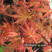 - Acer palmatum 'Kawahara Rose' Japanese Maple - Mr Maple │ Buy Japanese Maple Trees