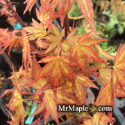 - Acer palmatum 'Kawahara Rose' Japanese Maple - Mr Maple │ Buy Japanese Maple Trees