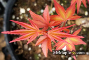 - Acer palmatum 'Kawahara Rose' Japanese Maple - Mr Maple │ Buy Japanese Maple Trees