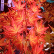 - Acer palmatum 'Kawahara Rose' Japanese Maple - Mr Maple │ Buy Japanese Maple Trees