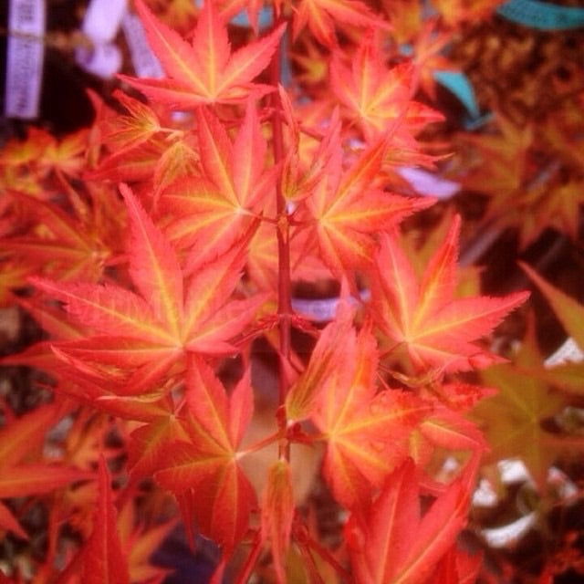 - Acer palmatum 'Kawahara Rose' Japanese Maple - Mr Maple │ Buy Japanese Maple Trees