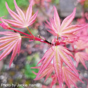 - Acer palmatum 'Kawahara Rose' Japanese Maple - Mr Maple │ Buy Japanese Maple Trees