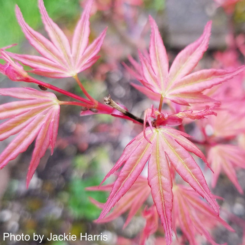 - Acer palmatum 'Kawahara Rose' Japanese Maple - Mr Maple │ Buy Japanese Maple Trees