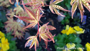 - Acer palmatum 'Kawahara Rose' Japanese Maple - Mr Maple │ Buy Japanese Maple Trees